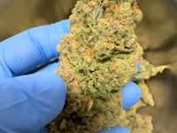 THC-X KVĚTY PINEAPPLE EXPRESS 30%